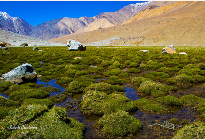 Awesome colors of Nature, Ladakh