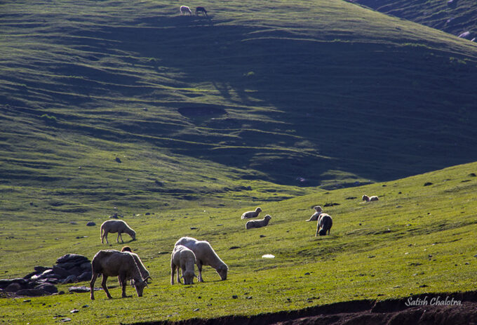 Meadow in sunshine. Peer Ki Gali