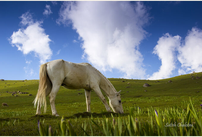 Meadows of Peer Ki Gali