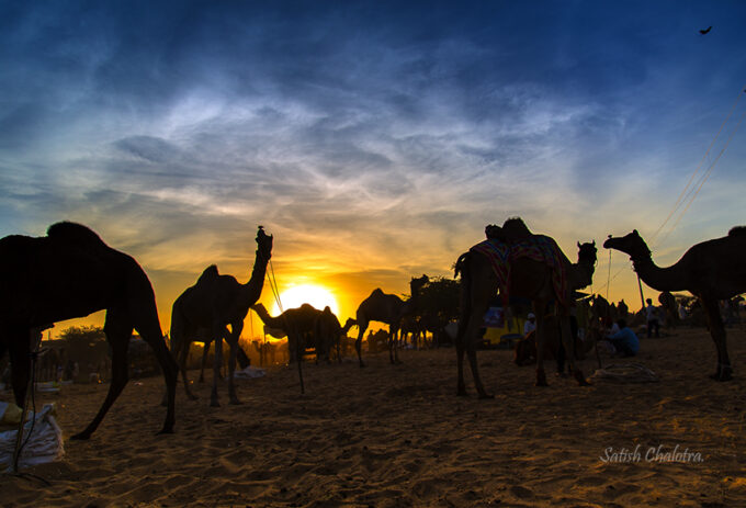 Pushkar Camel fair. Pushkar