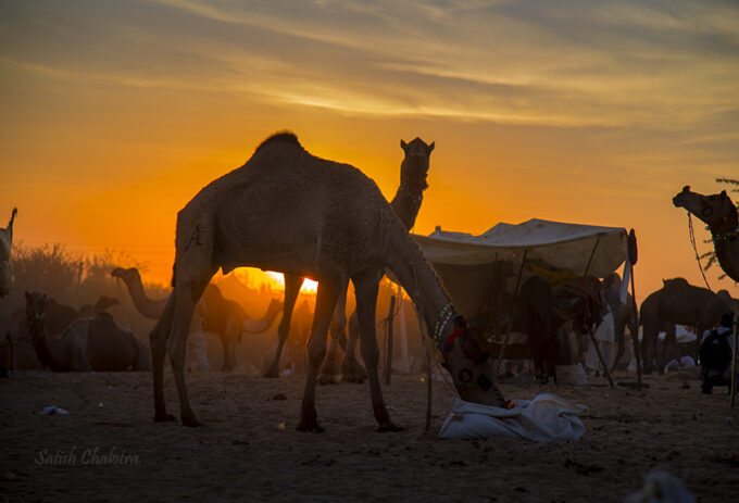 Pushkar fair