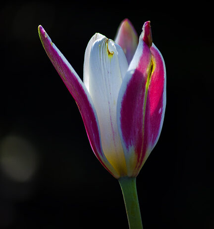 Wild Tulips